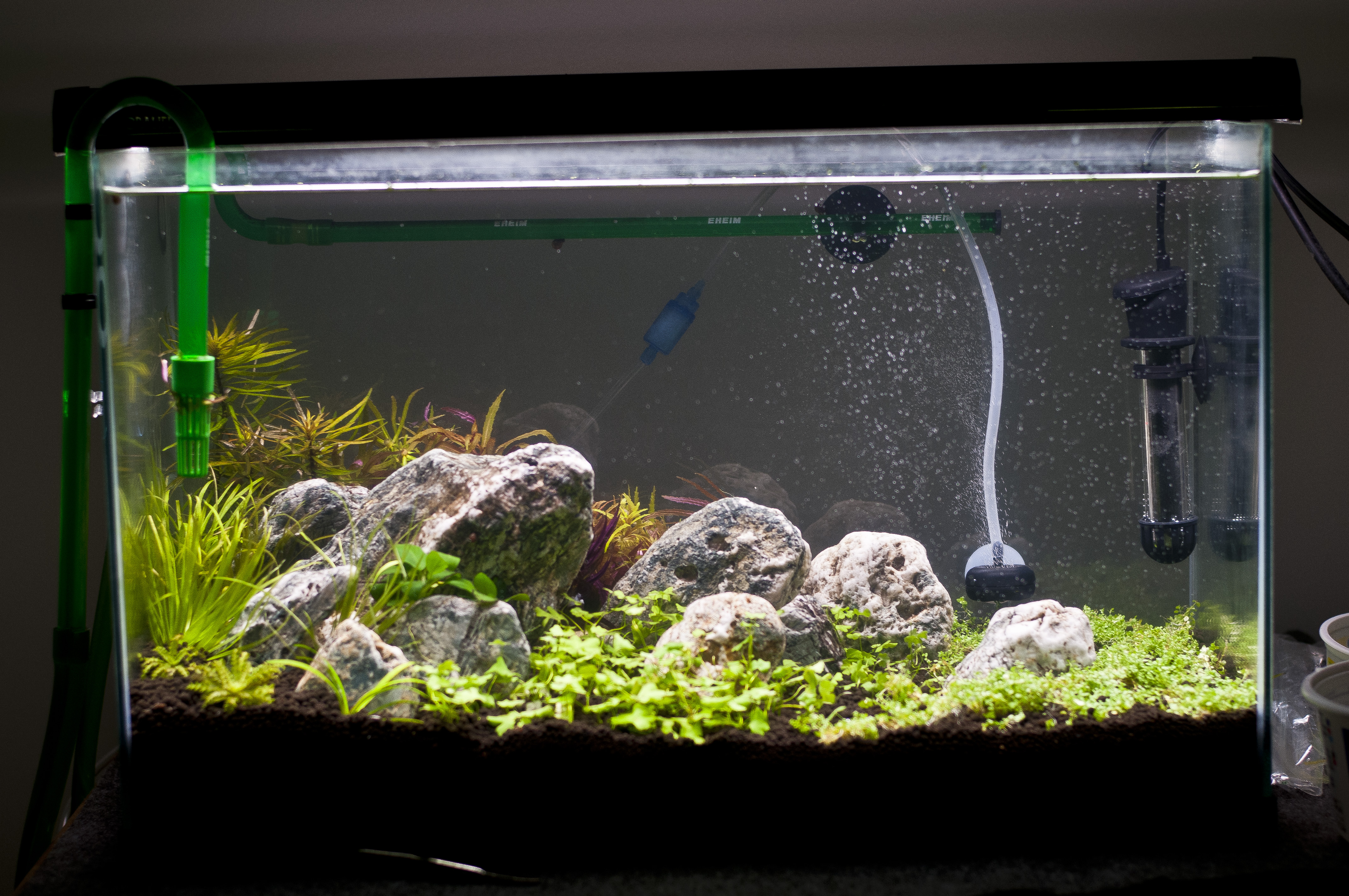 10 gallon planted tank