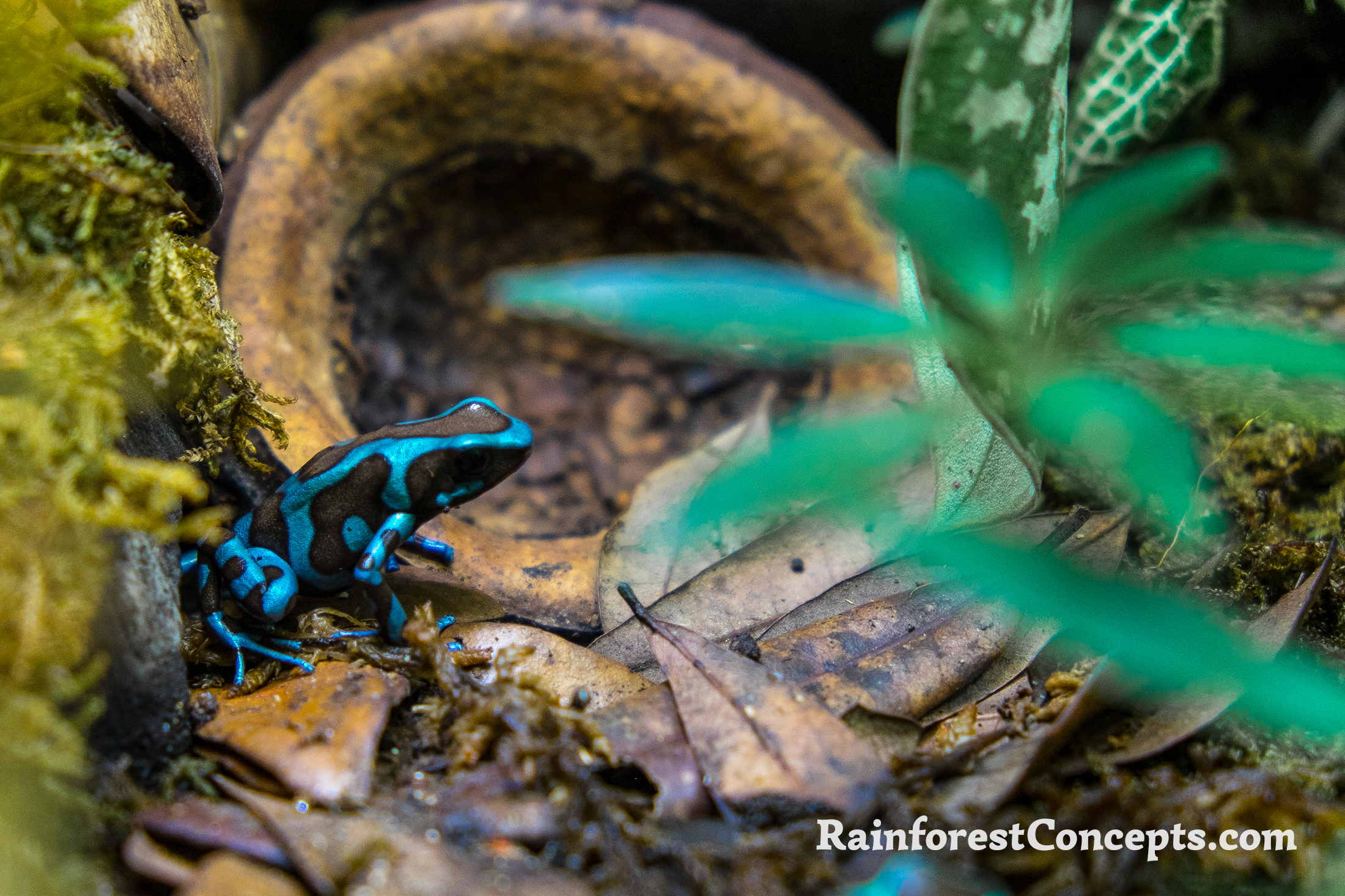 Dendrobates 'Highland Bronze' Auratus Rainforest Concepts